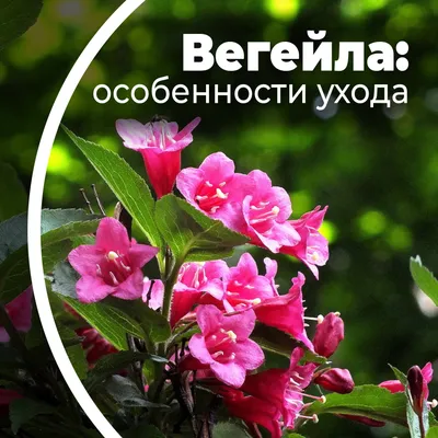 Вейгела — эффектное украшение сада | Новый очаг | Дзен