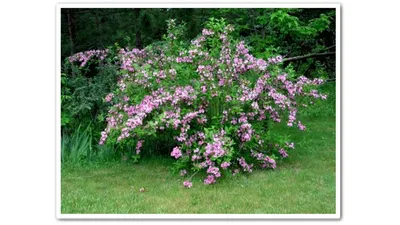 Вейгела `Штириака`, Weigela `Styriaca`