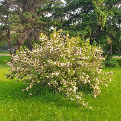 Вейгела Розеа. Саженцы декоративных кустарников