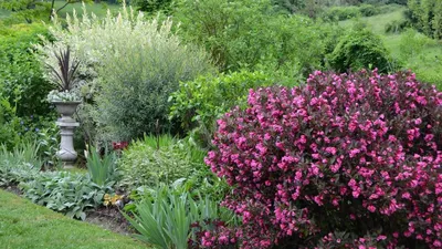 How to grow a beautiful weigela. - YouTube