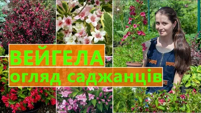 Вейгела цветущая Фолис Пурпуреус (Weigela florida Foliis Purpureis)  недорого - Зелёная Гавань