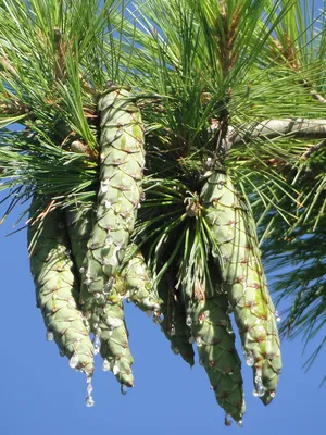 Сосна Веймутова 'Radiata' - Pinus strobus 'Radiata' - «Feel Green»