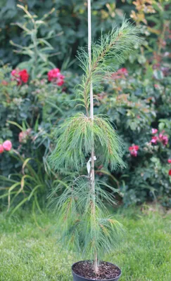 Сосна Веймутова Амерланд (Pinus monticola Ammerland) – Ваш сад