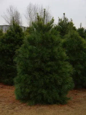 Веймутова сосна (Pinus strobus)