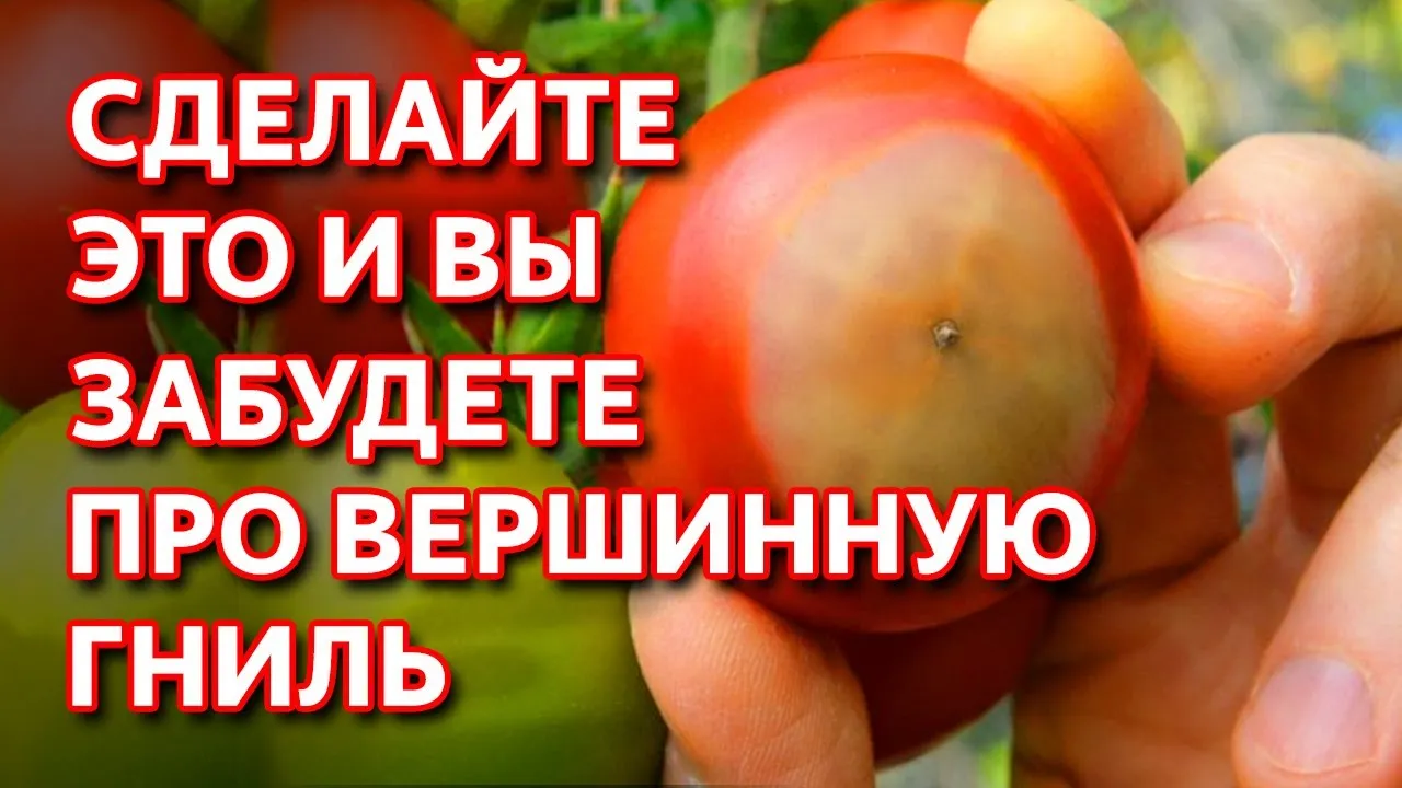 Молоко от вершинной гнили. Средства от вершинной гнили. Хлорид кальция для томатов от вершинной гнили. Вершинная гниль на помидорах как бороться.