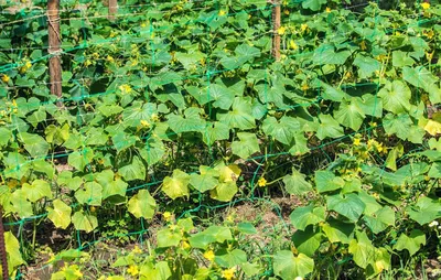 Какие ошибки при выращивании огурца приводят к кривому и желтому урожаю |  Agropk.by | Дзен