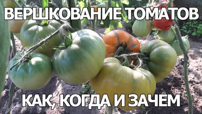 Хирург для томатов и огурцов