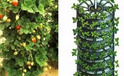 Вертикальная грядка для клубники своими руками | Huertos verticales,  Jardines verticales, Jardín de fresas