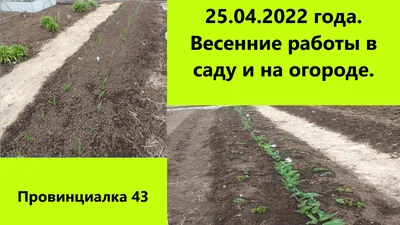 Руки садовода женщины в садовых перчатках посевной ростки в огороде.  Концепция работы весенний сад Стоковое Изображение - изображение  насчитывающей экологичность, вырастите: 176598241