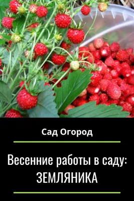 10 обязательных работ в саду осенью