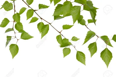 Береза, листья на ветке, реалистичные, 60 см. – купить в Казани | «С  Нежностью»