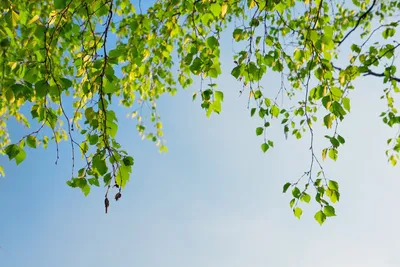 ветка березы с зелеными листьями. весенняя пышная ветка. элемент леса и  парка Стоковое Фото - изображение насчитывающей напольно, часть: 243307802