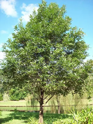 Ясень пенсильванский, fraxinus pennsylvanica