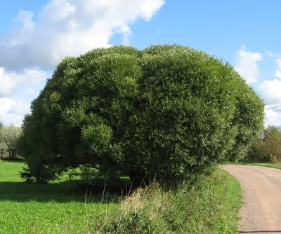 Ива ломкая – дерево и древесина – Salix fragilis