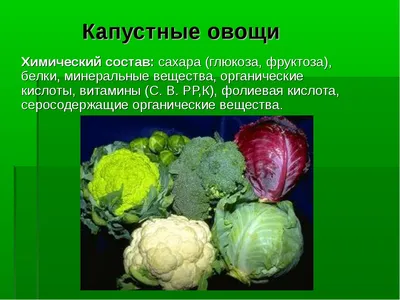 Какая капуста полезнее? – Курская правда