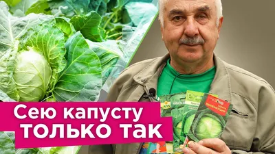 Вредители капусты и способы борьбы с ними