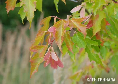 Клен белый, acer pseudoplatanus