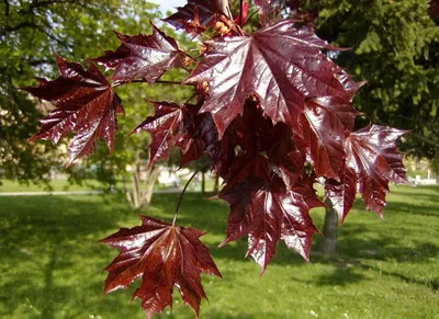 Клен мелкопильчатый - Клен Оливера (лат. Acer oliverianum) СЕМЕНА 10шт +  подарок | AliExpress