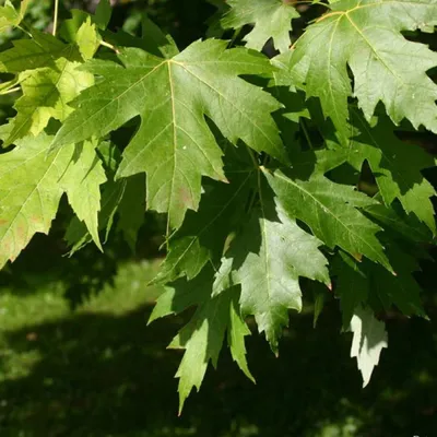 Коллекции растений ЦСБС СО РАН - Abutilon Mill. cv.Variegata – Абутилон  cv.Variegata