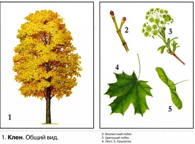 Фестиваль клёна | ДВОРЦЫ, САДЫ, ПАРКИ /12+/