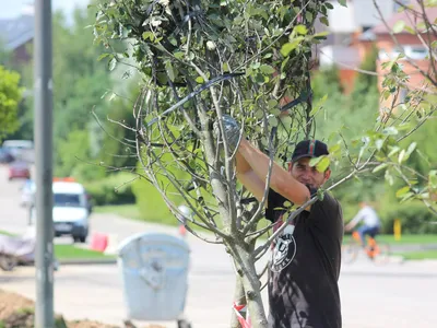 Клен полевой, acer campestre