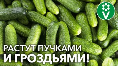 Семена ультраранних сортов огурцов купить в Украине | Веснодар