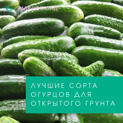 Выбираем семена огурцов правильно! - GreenMarket