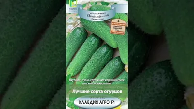 Выбираем семена огурцов: советы начинающим садоводам🥒✓