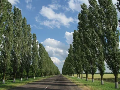 Тополь душистый, Populus suaveolens