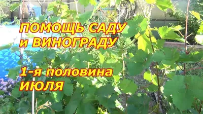 Виноград девичий. Саженцы. Купить в питомнике