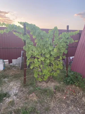 Виноград моего сада