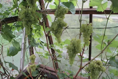 Житель Брянской области будет выращивать в теплице более 50 сортов винограда  - City Farmer