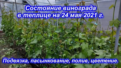 капельное лежит в этой теплице посредине ряда и поливать будет клубнику,  потом положат трубку сверху посредине ряда! ещё раз сверху капельное - опыт  полученный из Франции! - Альбом Kolobok1986: Теплица Павливского М.М