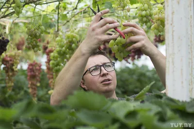 Уход за виноградом и его особенности при выращивании культуры в теплицах.