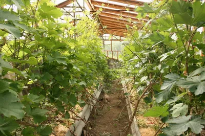В Узбекистане успешно внедряют тепличные технологии выращивания винограда •  EastFruit