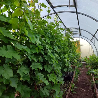 В Узбекистане успешно внедряют тепличные технологии выращивания винограда •  EastFruit
