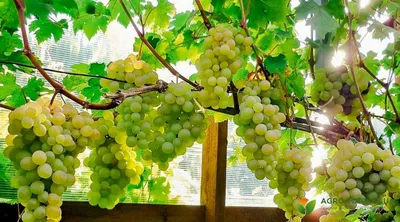 Виноград в закрытом грунте | Форум VINEYARD | Страница 8