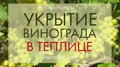 Свой бизнес: выращивание винограда на продажу