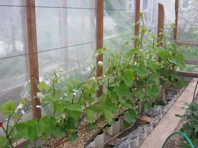 Как выращивать виноград на среднем Урале. Часть 1