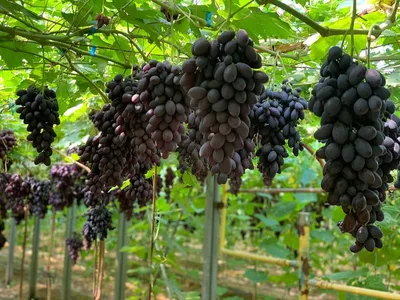 Виноград в теплице - ощутимые преимущества выращивания | Самарский виноград  | Дзен