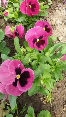 растение виола в домашнем саду Стоковое Изображение - изображение  насчитывающей цветок, лилово: 216869169