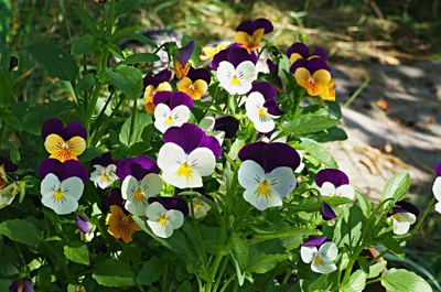 Дача.блог - Виола Виттрока — жемчужина любого цветника. Яркие нарядные  цветы виолы каждому из нас знакомы с детства. Только вот привыкли называть  мы это растение фиалка или анютины глазки. Редкая клумба или