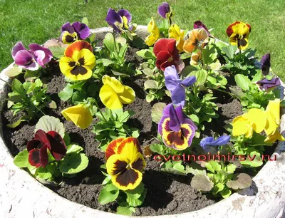 Виолы, анютины глазки Цветущий сад МЦП Виола крупноцветковая - купить по  выгодным ценам в интернет-магазине OZON (788065387)