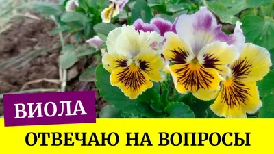 Виола Инспайр Делюкс Ред Блотч (Inspire DeluXXe Red Blotch) семена купить в  Украине | Веснодар