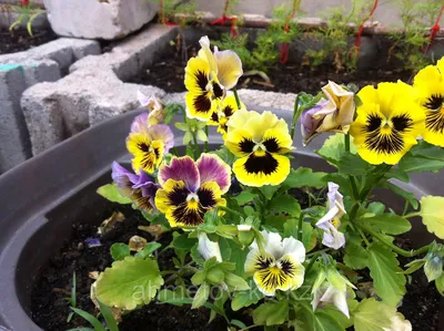 Цветы и растения сада, дома, луга. Уход, выращивание, размножение. : Фиалка  трёхцветная, виола. Анютины глазки.