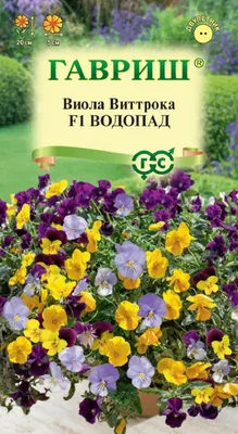 Бесплатное изображение: цветок, организма, завод, Виола, трава, сад,  Природа, Флора