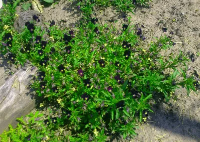 🟡🟣Виола рогатая (Viola cornuta)🟣🟡 🟣 Многолетник 🟣 Высота растения:  12-15 см. 🟣 Диаметр цветка: 3-5см. 🟣 Листья: темно-зеленые, овальные… |  Instagram