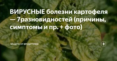 Алейск ГО, Алтайский край, Сайт газеты Маяк труда, Золотистая картофельная  нематода – опасное карантинное заболевание картофеля