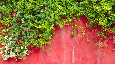 Самые красивые многолетние вьющиеся растения для дачи: фото и названия 🌸 |  Школа садовода | Дзен