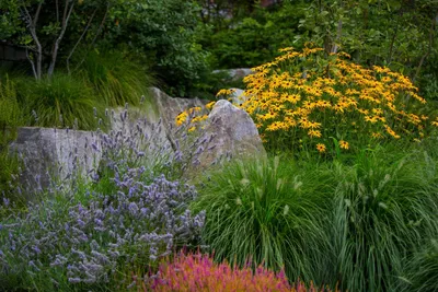 Вьющиеся растения для сада - Моя дача - информационный сайт для дачников,  садоводов и огородников
